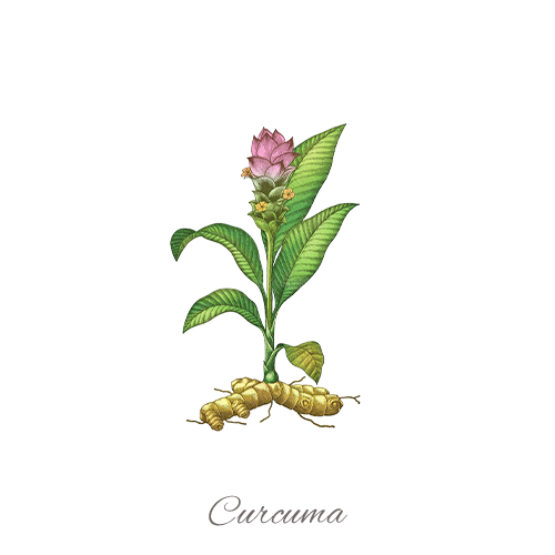 Curcuma FR ING 2023