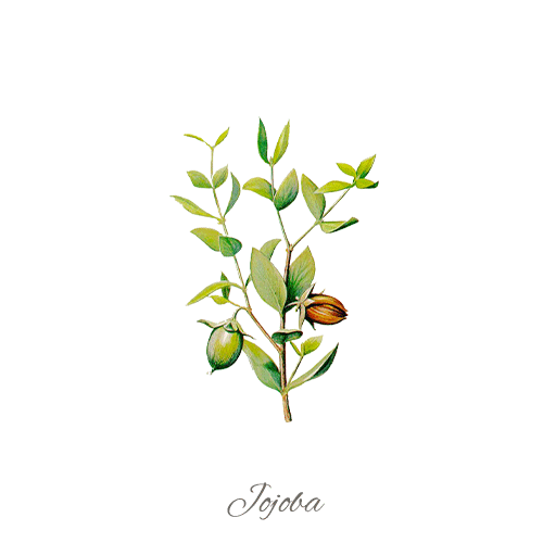 Jojoba FR ING 2023