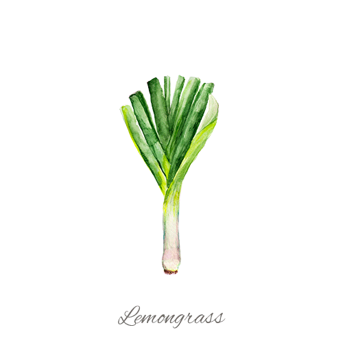 Lemongrass FR ING 2023